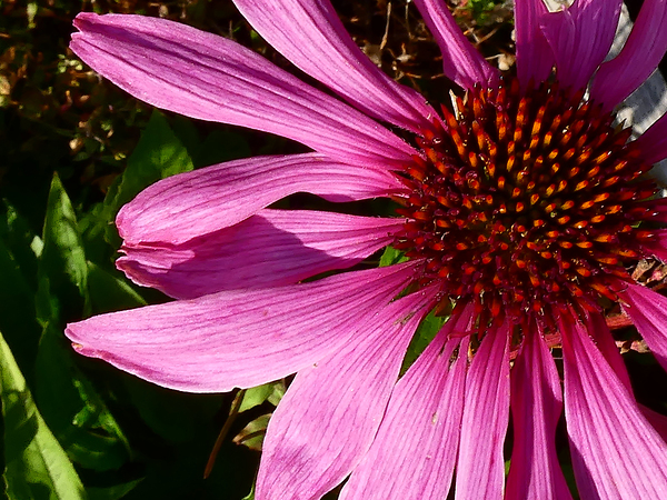 Impressionistic Cone Flower Print