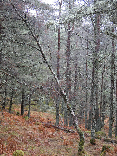Winter Birch in the Rain Print
