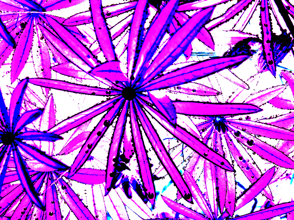  Abstract Pink and Purple Lupin Leaves                                                                                                                     Print