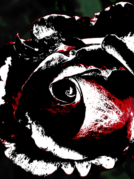 Abstract Impressions of a Rose  Print