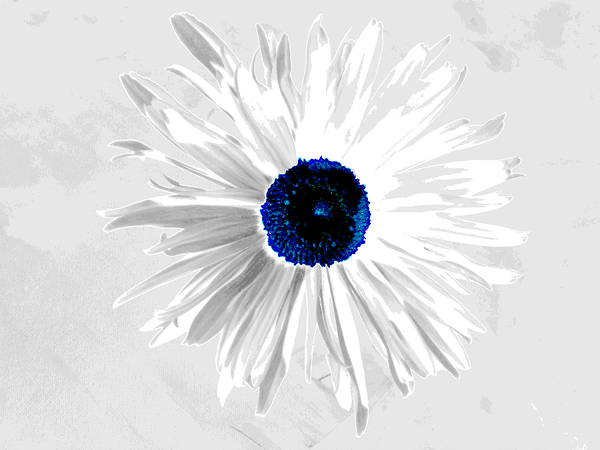 Abstract Minimalist Daisy Flower Too Print