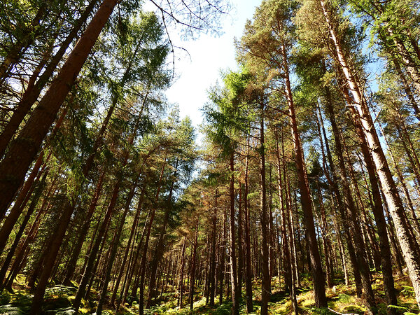 Tall Pines in the Scottish Highlands Print