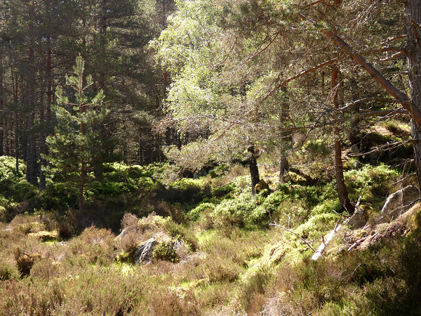 Scottish Highlands Woodland Wish   Print