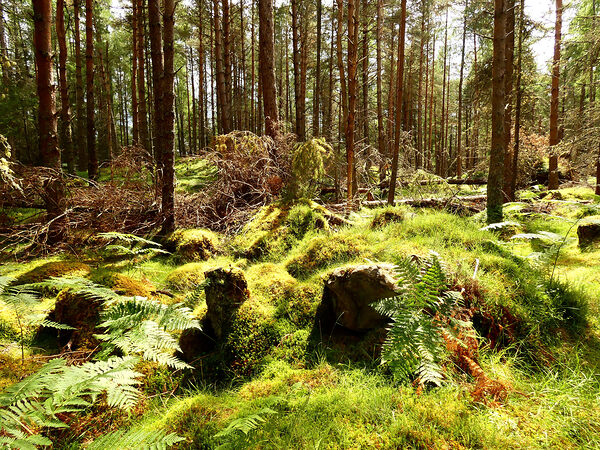 Scottish Highlands Summer Pine Woodland Print