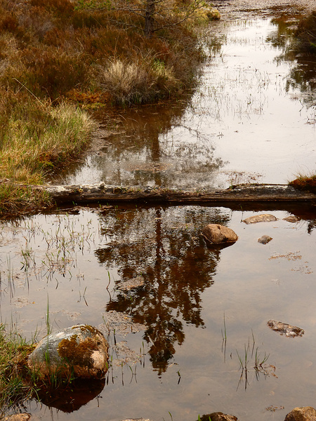 Scottish Highlands Pines Reflections Print