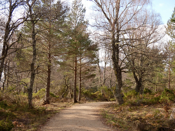 Winters Path Through The Scottish Highlands Print