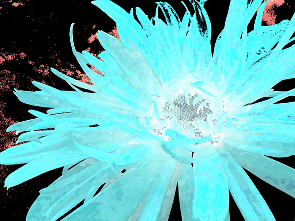 Abstract Turquoise Daisy Flower Print