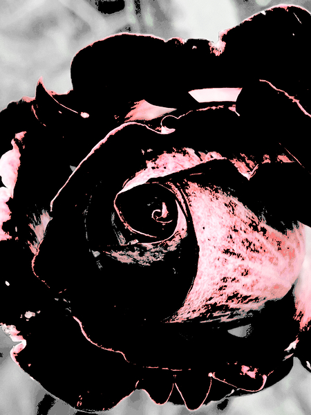 Abstract Dark Pink Rose Print