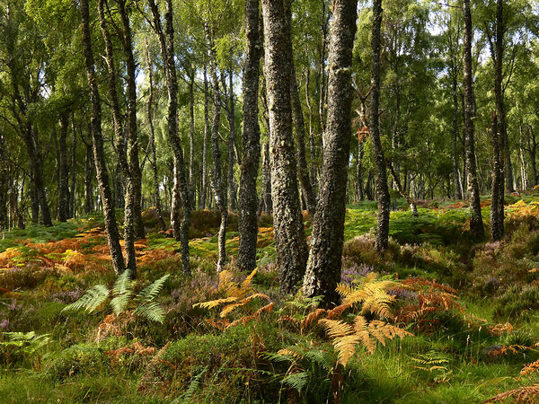 Scottish Highlands Summer Birch Print