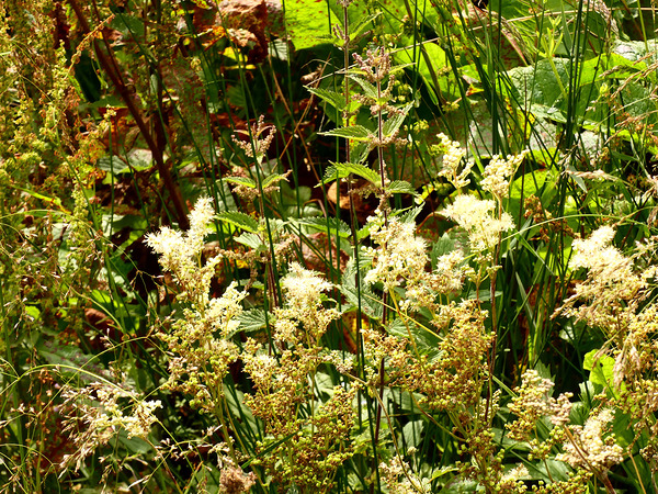 Wild Flowers in the Scottish Highlands Print