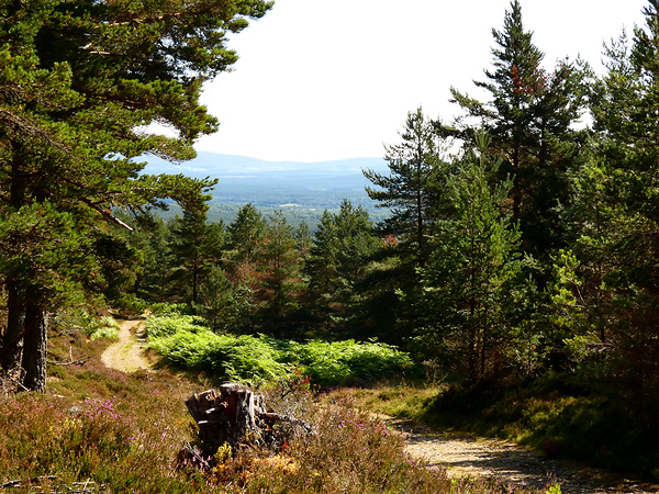 Scottish Highlands Summer Landscape Print