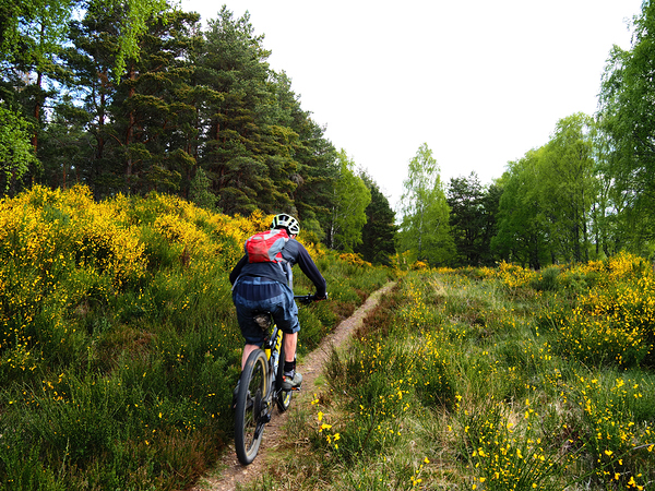 Scottish Highlands Spring Trail Cycling                                                                                                                     Print