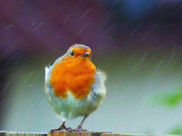 Scottish Highlands Robin in the Snow Print