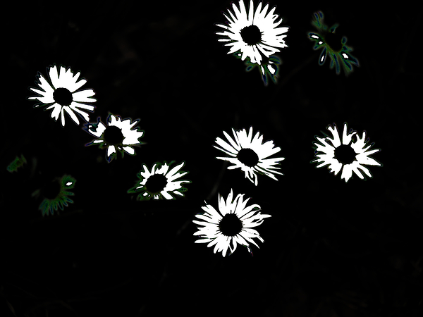  Monochrome Night Blooms                                                                                                                     Print