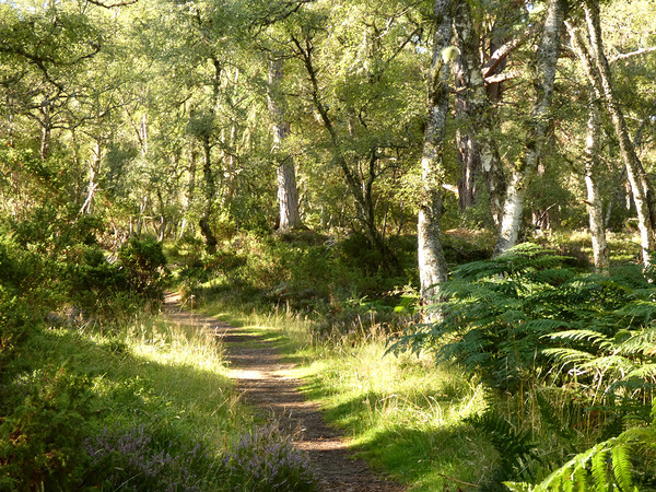 Summers  Golden Path Through the Scottish Highlands Print