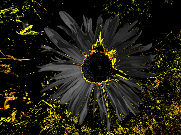 Abstract Dark Daisy Print