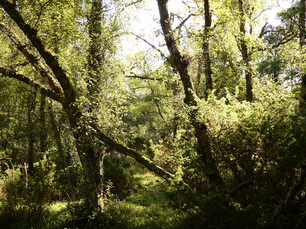 Scottish Highlands Forest Scene  Print