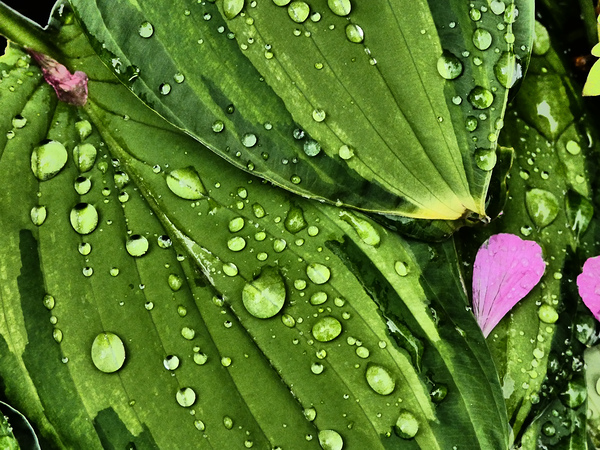 After The Rain Print