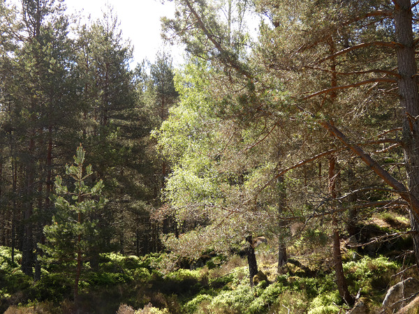 Summer Woodland in the Scottish Highlands  Print