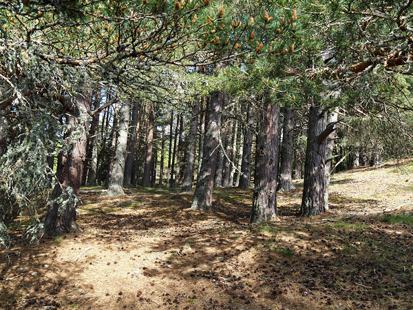 Scottish Highlands Pine Trees                                                                                                                      Print