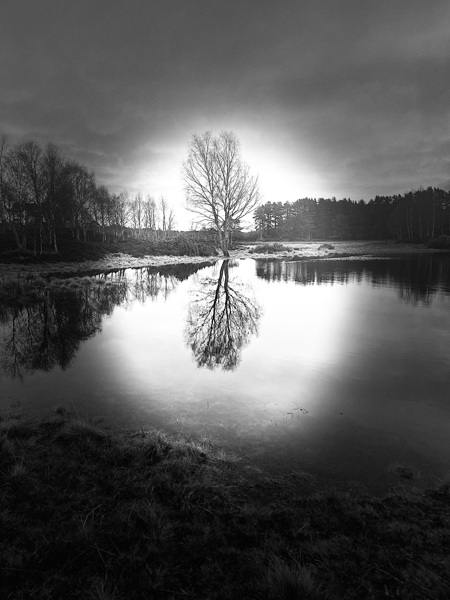 Scenes from the Trail-Winter Birch Tree Reflections in the Scottish Highlands  Print