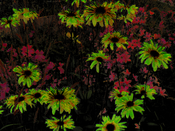 Abstract Surreal Daisy Garden Print