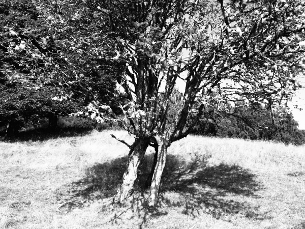 Scottish Highlands Monochrome Rowan Trees                                                                                                                      Print