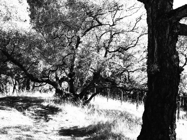  Monochrome Nature in the Scottish Highlands                                                                                                                     Print