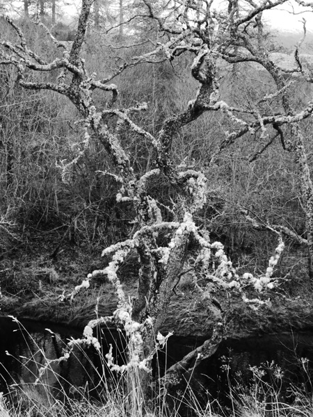 Black and White Winter in the Scottish Highlands Print