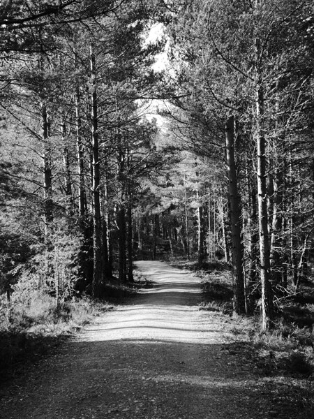 Scottish Highlands Forest Path in Black and White Print