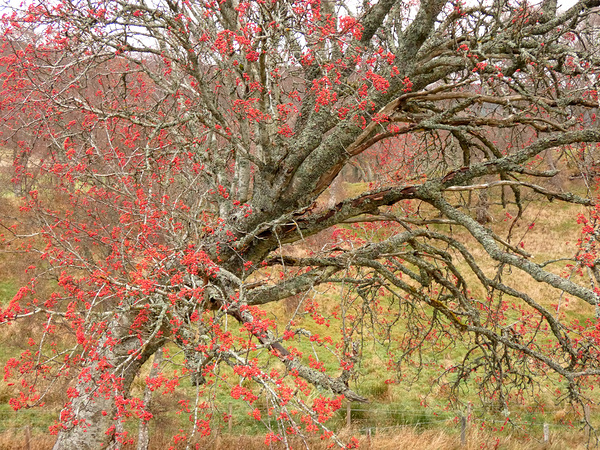 Scottish Highlands Rowan Tree   Print