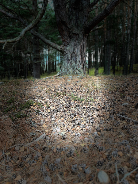 Scenes from the Trail- Forest Floor Print
