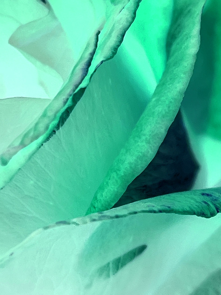 Abstract Calm Rose  Print