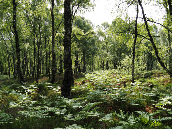 Scottish Highlands Ferns and Pines                                                                                                                      Print