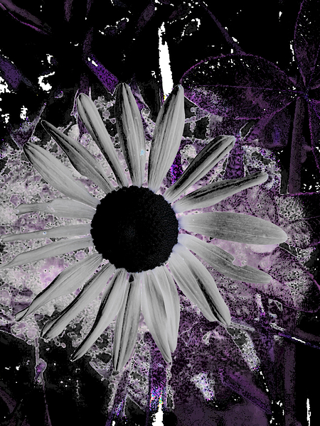 Abstract Dark Daisy Flower Print