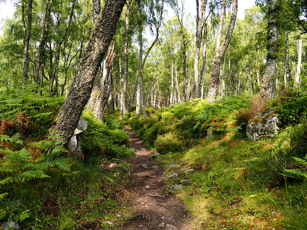 Springs Nature Waltz through the Scottish Highlands                                                                                                                       Print