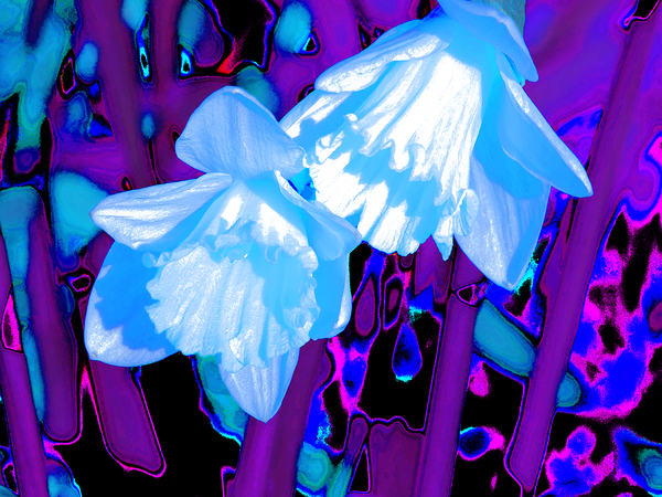  Abstract Neon Daffodils                                                                                                                     Print