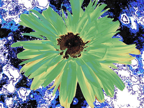 Abstract Green Daisy Print