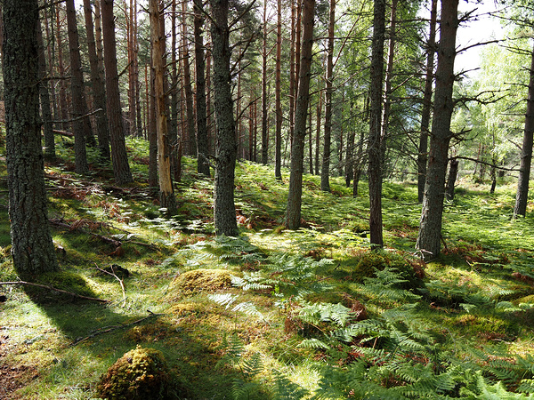 Pine Shadows in the Scottish Highlands                                                                                                                      Print