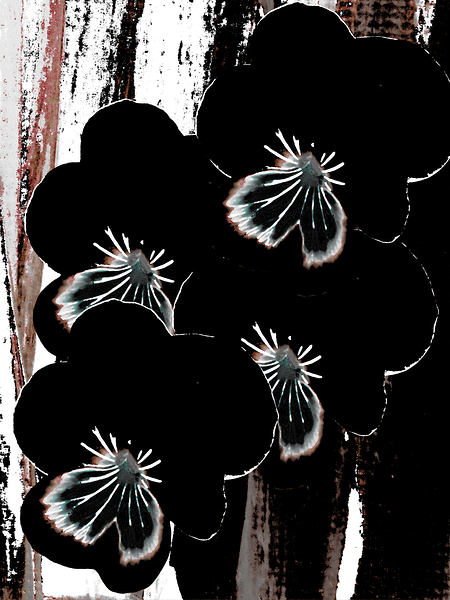 Abstract Contrasting Pansy Bouquet  Print