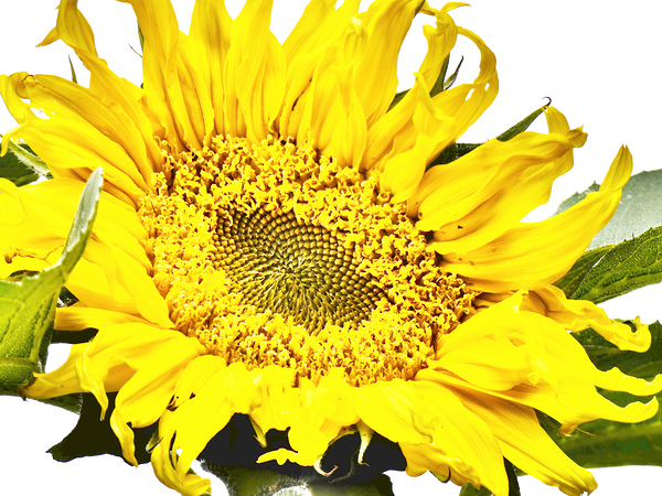 Artistic Flower Print