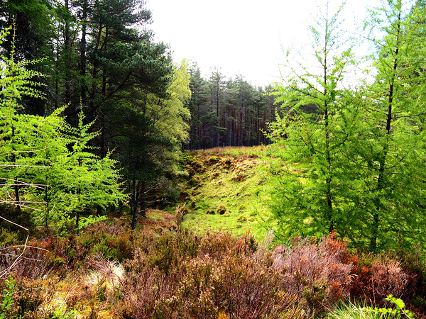 Scenes from the Trail- Morning in the Scottish Highlands                                                                                                                      Print