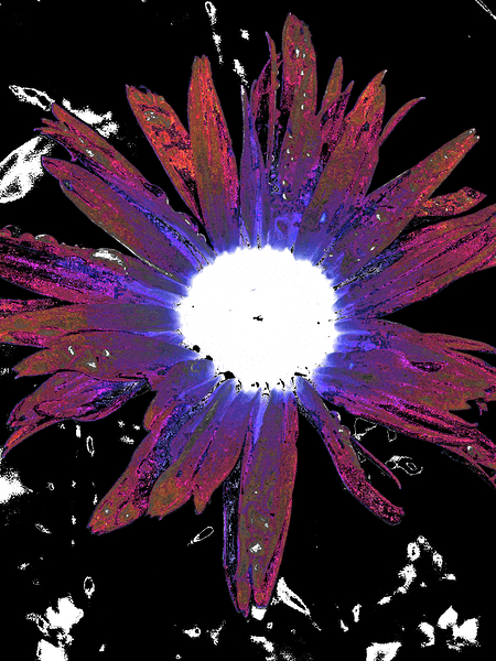 Abstract Vibrant Red and Purple Daisy Flower Print