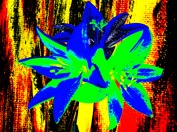 Abstract  Bright Colourful Trio of Lilies Print