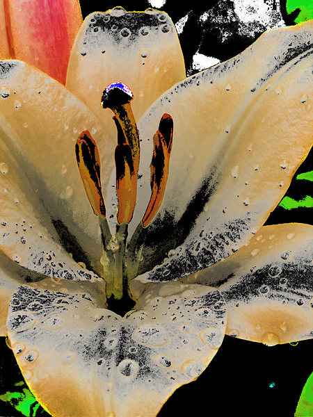 Abstract Contrasting Lily Flower Print