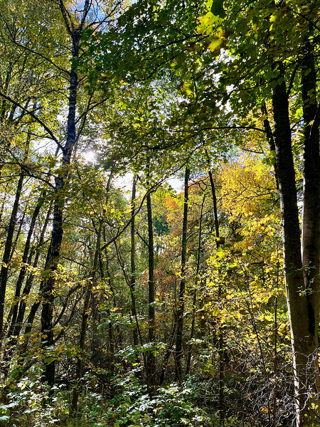 Autumn Sunlight in a Scottish Highlands Forest Print