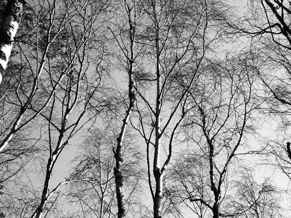  Scottish Highlands Monochrome Trees                                                                                                                    Print