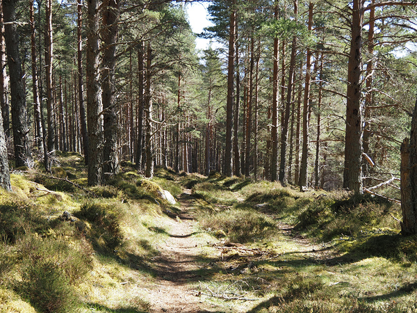 Scottish Highlands Spring Nature Walk                                                                                                                      Print