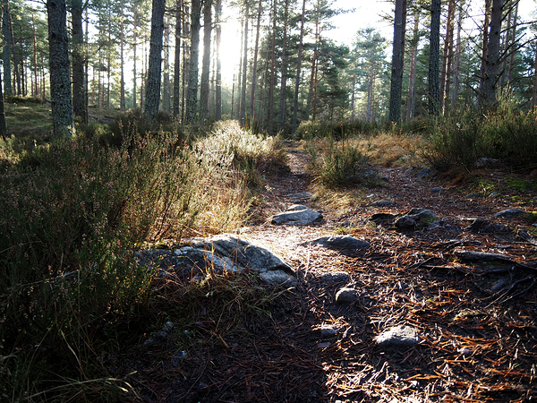 Sunlight on the Trail                                                                                                                      Print