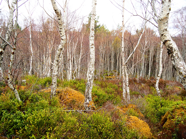  Birch Forest View in the Scottish Highlands                                                                                                                      Print